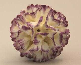 Carnation